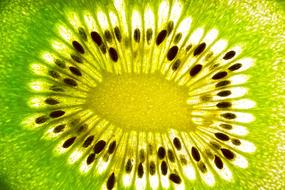 black kiwi seeds close-up