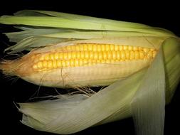 splendid Corn Sweet Vegetable