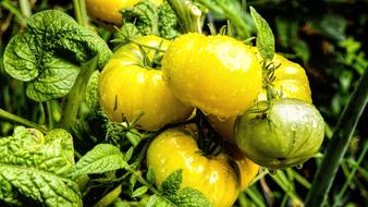 raindrops on yellow tomatoes on a branch