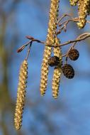 wonderful Hazel Kittens Spring