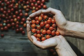 Cherry Tomatoes in hands