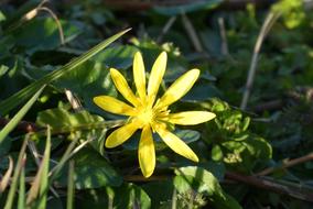 spring yellow meadow flower