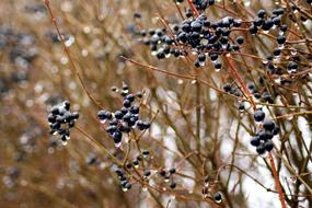 wet black berries on a bush