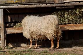 side of Sheep eating hay