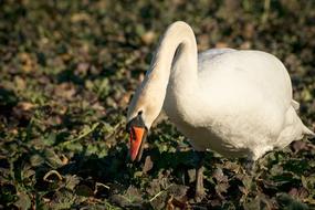 swan in the field looking for food