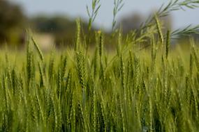 magnificent Wheat Green Plant