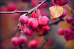 frozen red berries on a tree in November