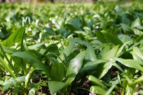 green aromatic herbs on the garden bed