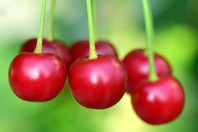 Close-up of the beautiful, shiny, red cherries, at colorful blurred background, with the plants , in the summer