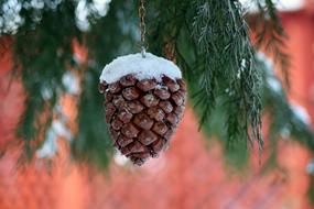 Pine Cone Food