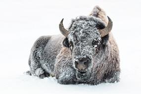 Buffalo in Snow