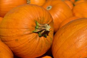 Pumpkin orange