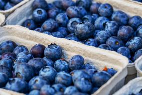 dainty blue Berries Fruit