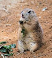 picture of wild Prairie Dog Rodent