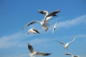 wonderful Seagull Gulls