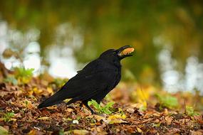 crow with food in its beak in the park