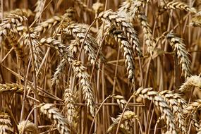 gold Wheat Spike