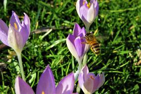 Bee on the beautiful purple crocus flower among the grass in spring