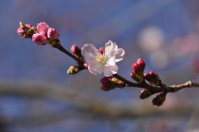 pink buds and white flowers on a tree branch