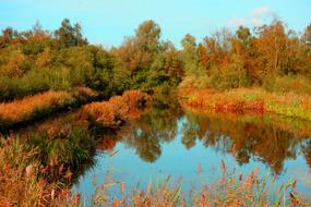 Pond in front of forest at fall, Netherlands