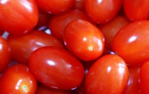 dainty Tomatos Red