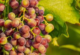 ripening Grapes on Vine close up