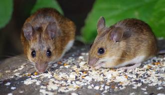 eating wild mouse