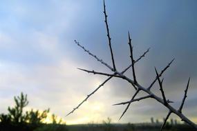 prickly bush close up at dusk