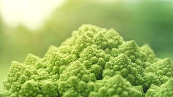 Beautiful, green Romanesco vegetable in sunlight