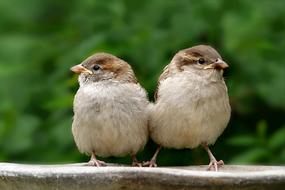 two cute sparrows