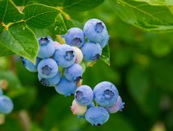 bright blue blueberries on a branch on a blurred background