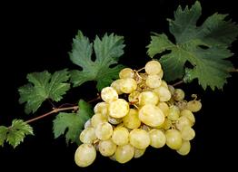 branch of white grapes on a black background