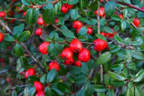 Berries Bush