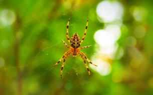 Female Crusader spider in Garden, Arachnid