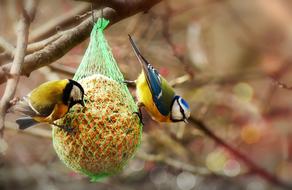 Crested Tit Bird