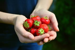 dainty Strawberries Fruits in Hands