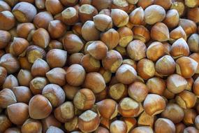 pile of Hazelnuts in Shell