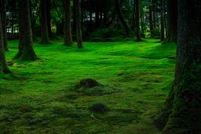 Moss Green fresh