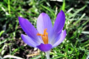 Crocus in Bloom at Spring