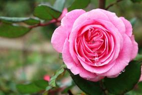 nice Rose pink Garden