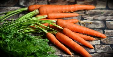 young orange carrots with green tops