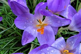 Crocus Bolplant at Rain