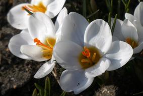 macro photo of large white crocus buds