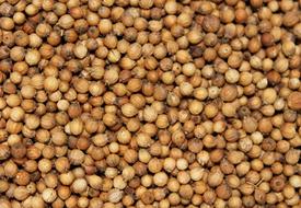 coriander seeds, background