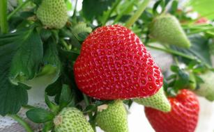 Strawberry Strawberries Fruit