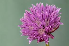 purple green onion flower on blurred background
