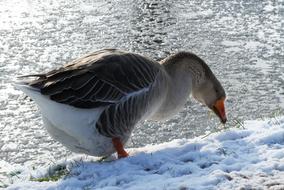 Goose bird Frozen