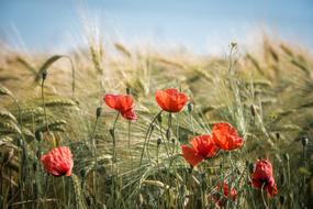 Summer Field, wheat and poppies