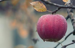 pink apple in drops of water on a branch close up