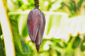 Bud Banana Fruit
